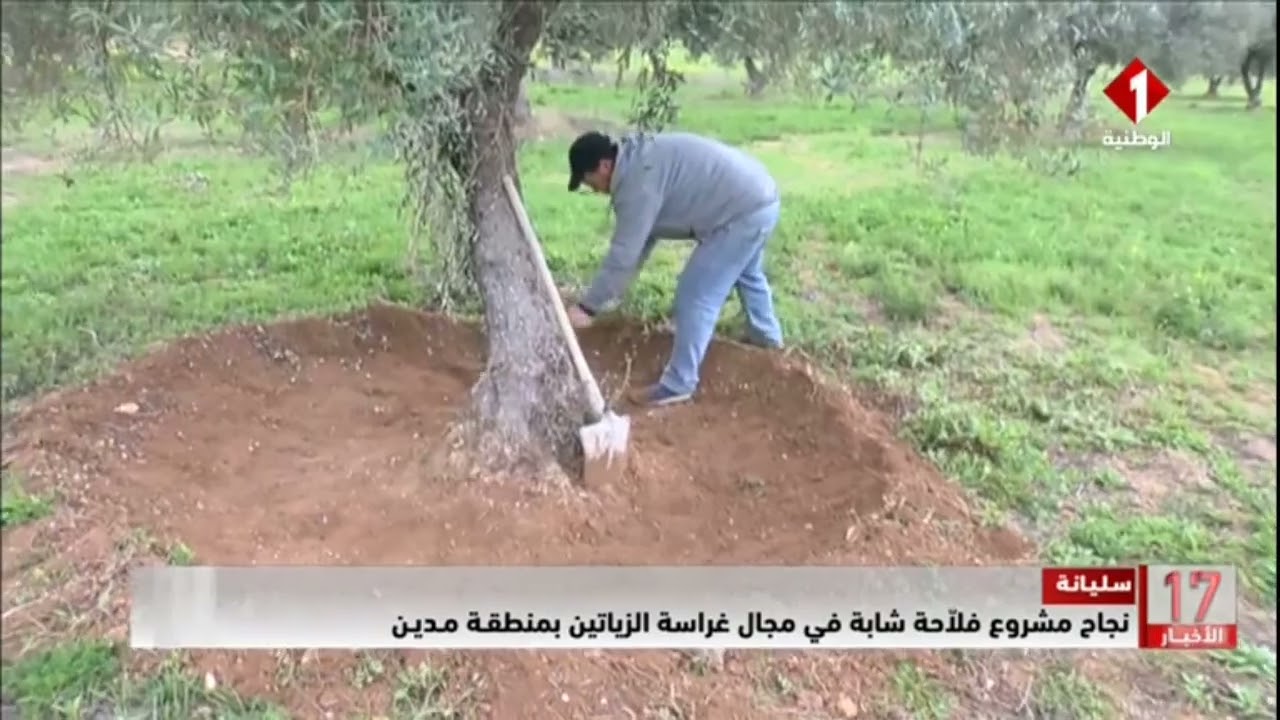 سليانة || نجاح مشروع فلاحة شابة في مجال غراسة الزياتين بمنطقة مدين