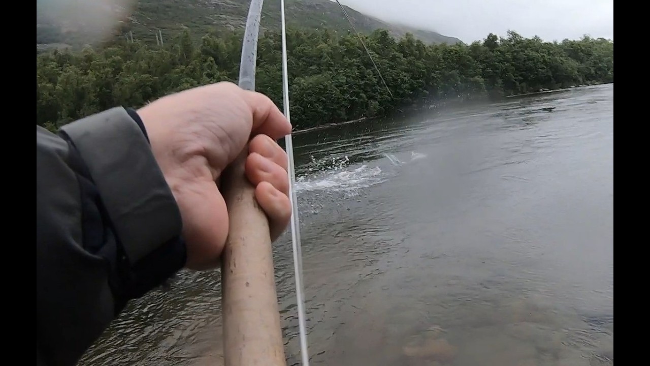 35 pounder atlantic salmon! The massive salmon of Lakselva