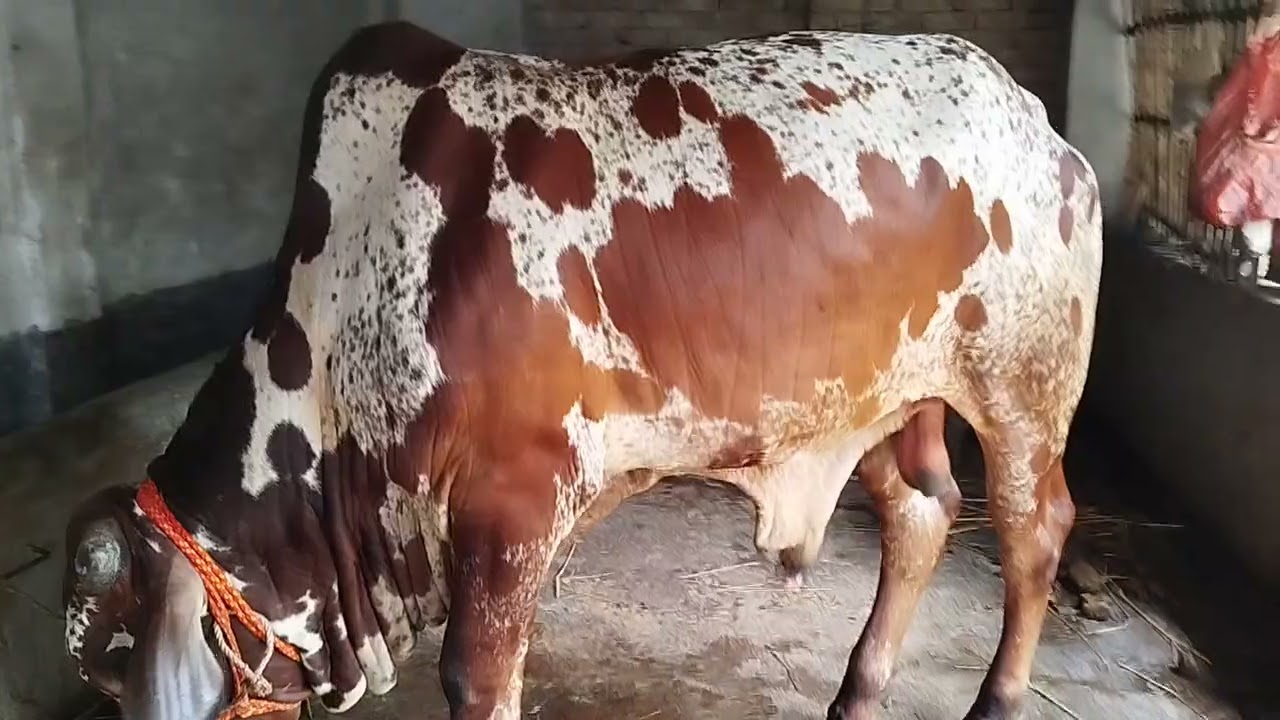 পাকিস্তানি রাথি শাহীওয়াল ষাঁড় গরু বিক্রয় করা হবে যোগাযোগ নাম্বার 01302174889 #cow #unfrez #foryou