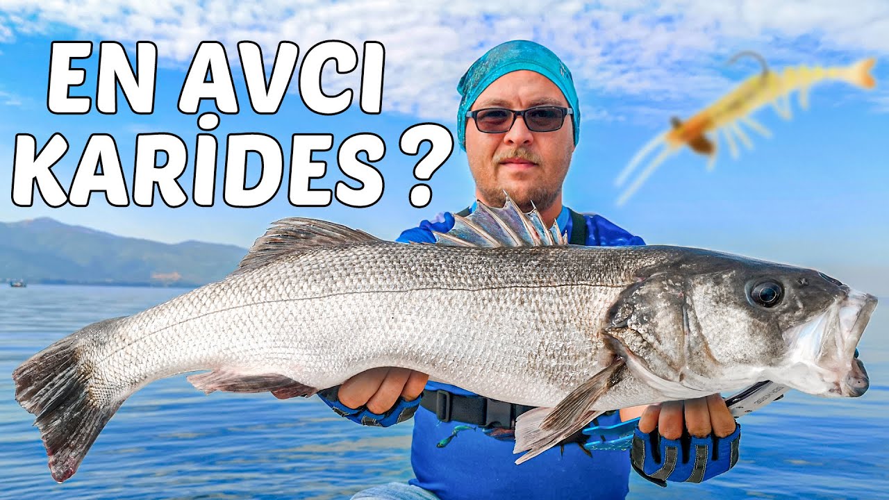 HER ATIŞ BİR BALIK! AKSİYON BU KADAR KOLAY! LRF TAKIM VE SİLİKON KARİDES İLE LEVREK AVI!