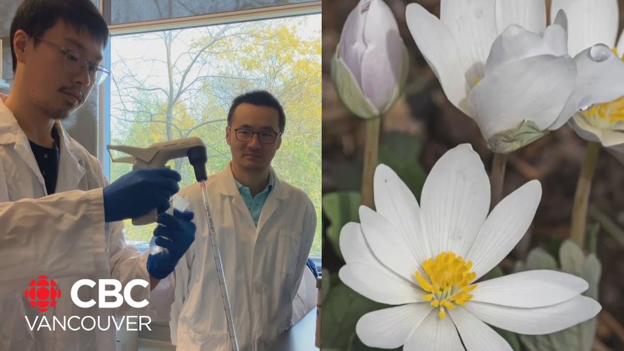 Wildflower compound may help fight tuberculosis, research finds