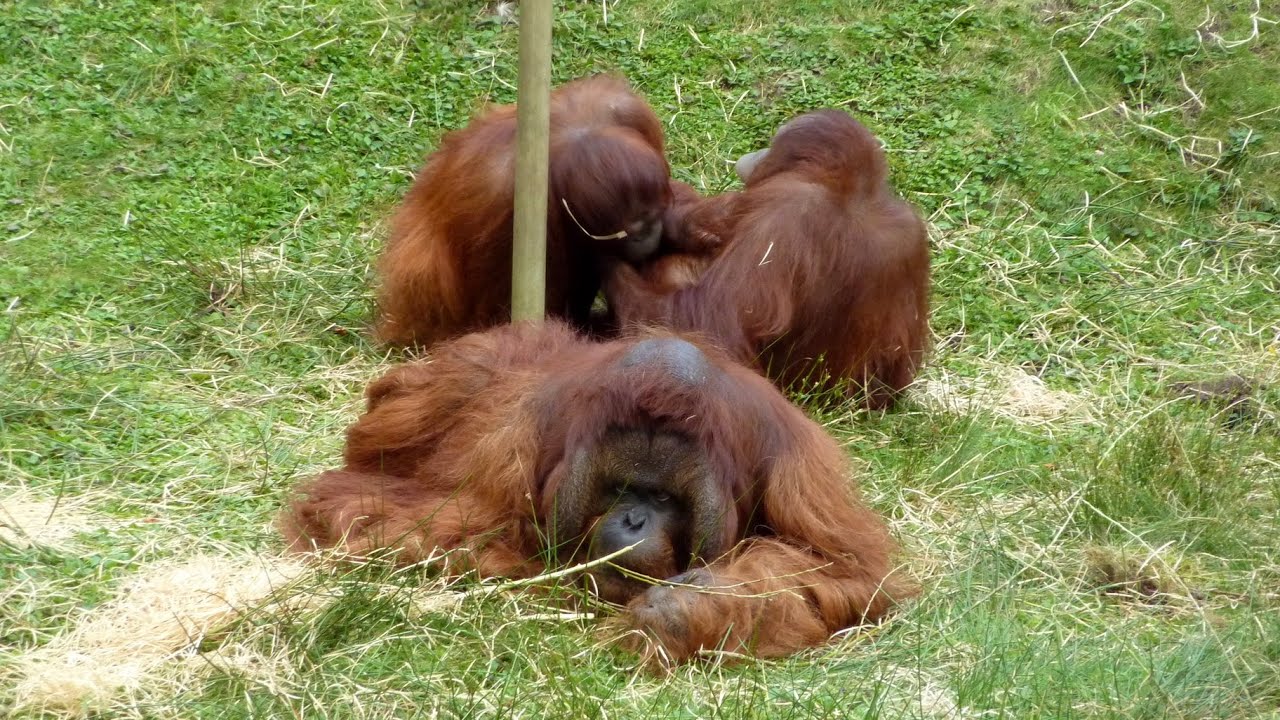 Apenheul ( Apenheul Primate park, Holland )