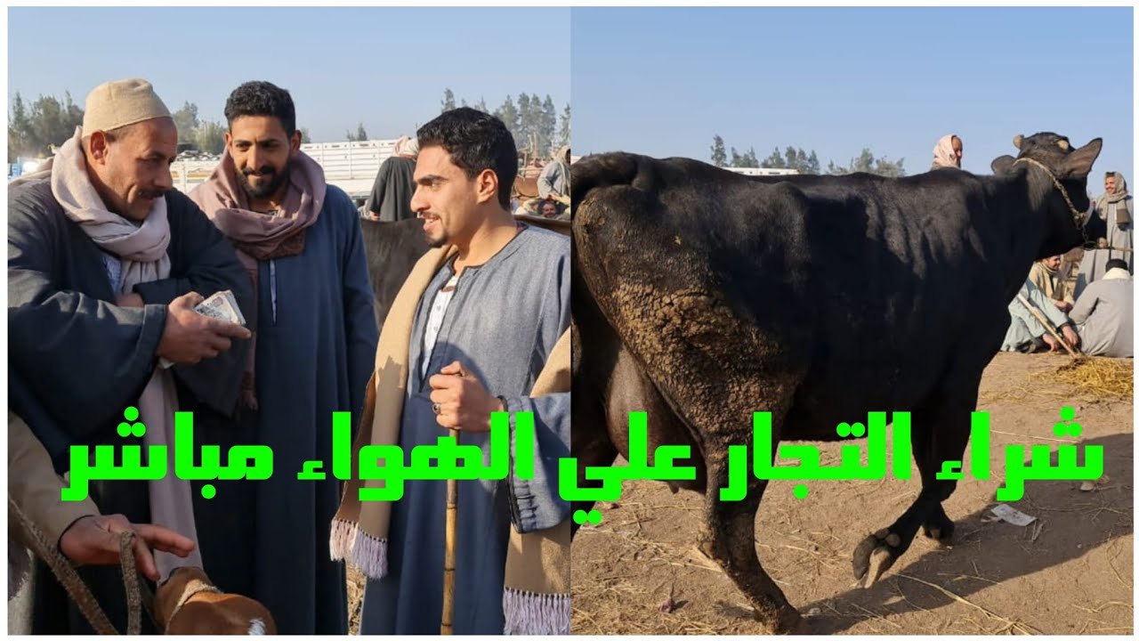 المعلم ابو عيش يتفاوض علي بقره والده في سوق قويسنا للمواشي علي الهواء مباشرة بس صاحبها متمسك بي