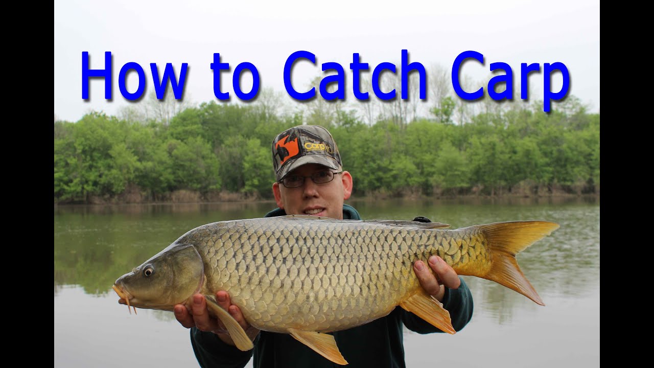 How to Catch Carp - for Beginners