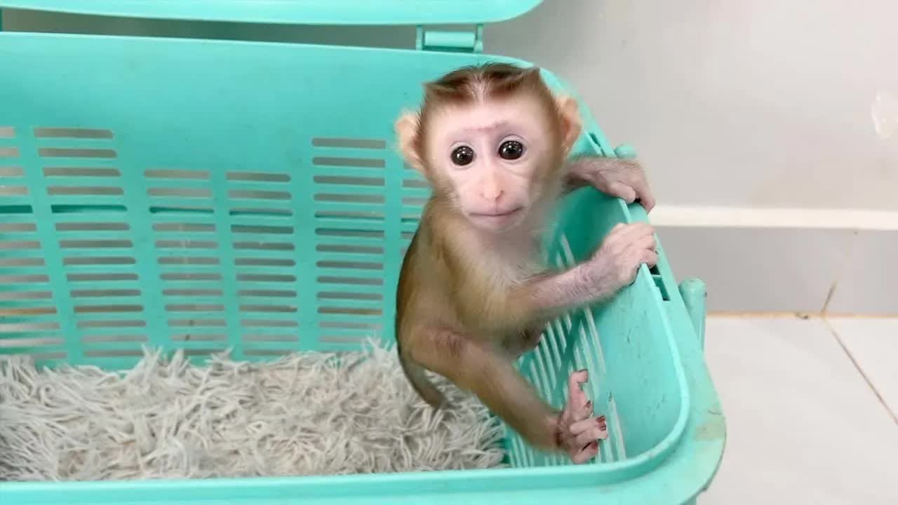 Sweetie Baby Jelly Climb Get Out Basket Herself To Drink Milk