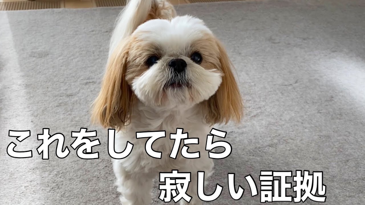 犬が寂しい時に見せる行動
