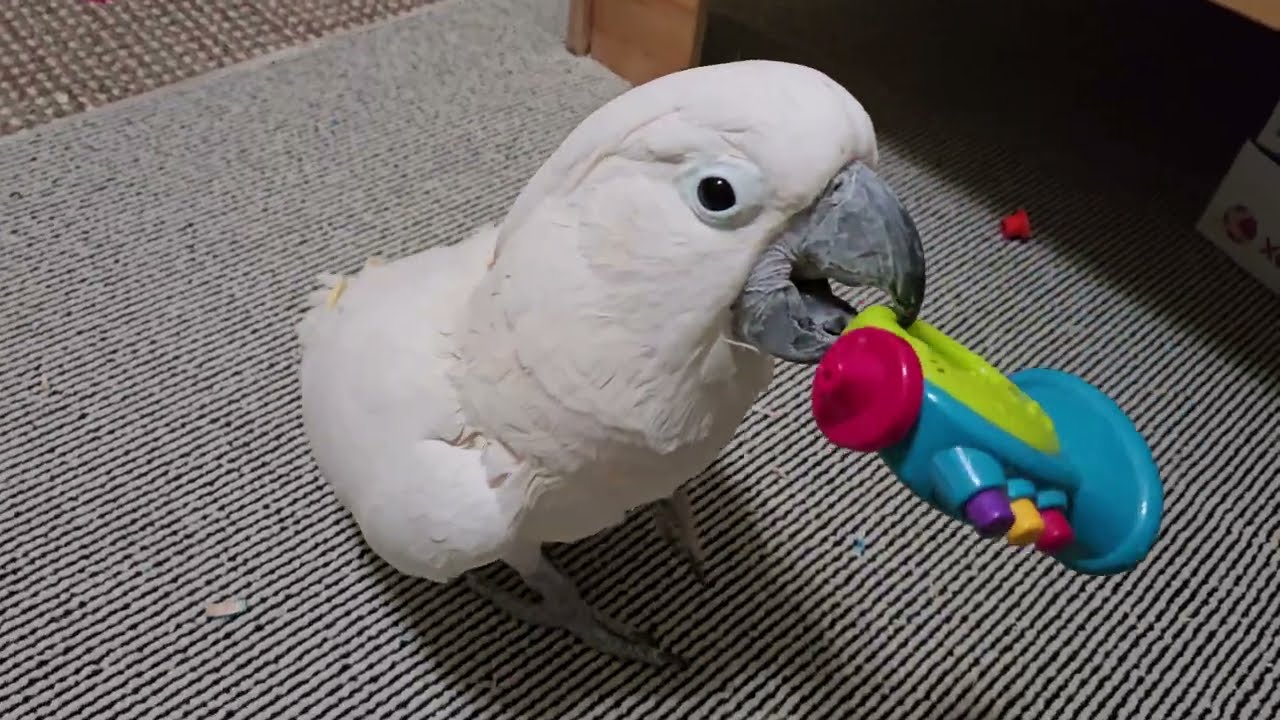 A Cockatoo vs A Robot 🤖 