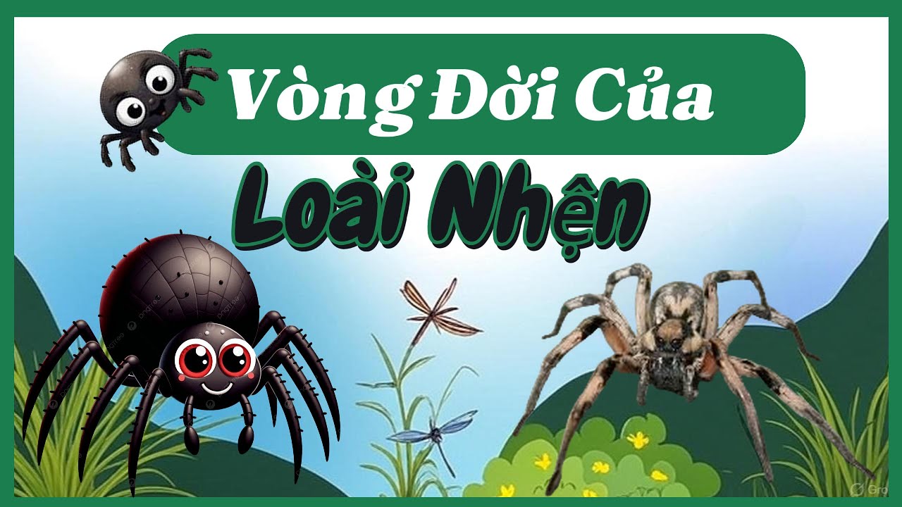 Vòng Đời Của Nhện Bao Nhiêu Năm? Life Cycle of a Spider | Cùng Tìm Hiểu Nhé!