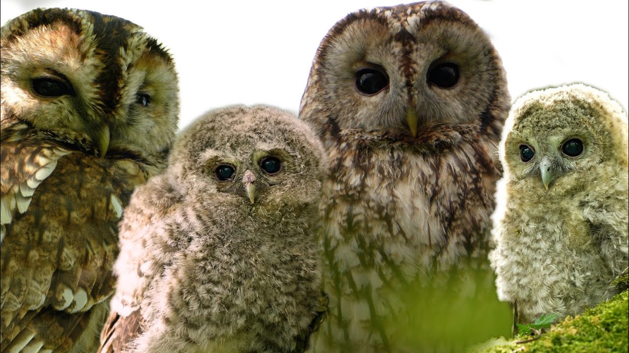 Wild Tawny Owl Family Welcome 4 Foster Chicks | Luna & Bomber | Robert E Fuller