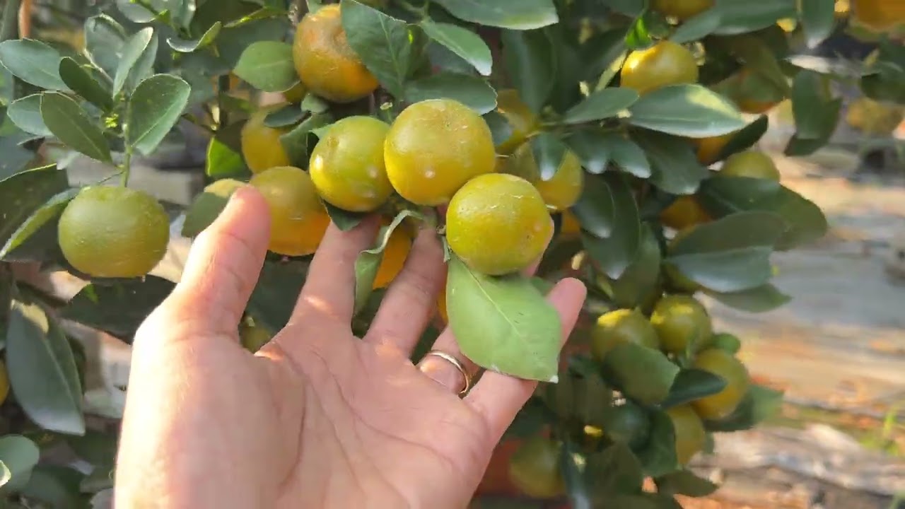 Quất Tết rẻ tại vườn,mọi người ủng hộ cô nha!