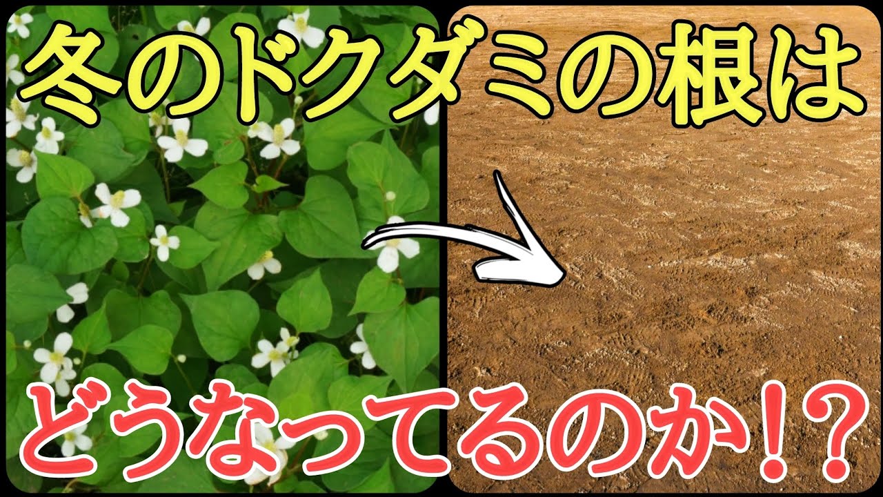雑草対策大発見！？冬に枯れたドクダミの根を掘ったら凄い事を発見したので報告します