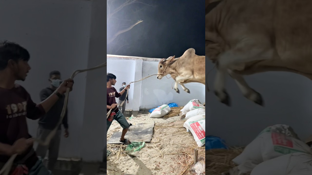 Один прыжок, чистая сила: бык из Сахивала выгружается из грузовика на ферме Sahara Agro 💪