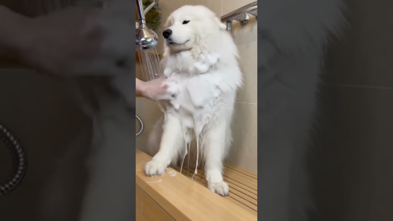 DOG Shower：Bath & Drying🐕🛀