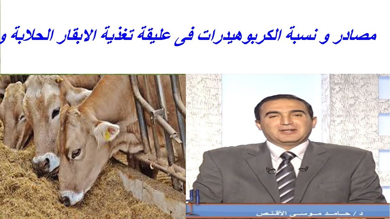 مصادر و نسبة الكربوهيدرات فى عليقة تغذية الابقار الحلابة والمجترات