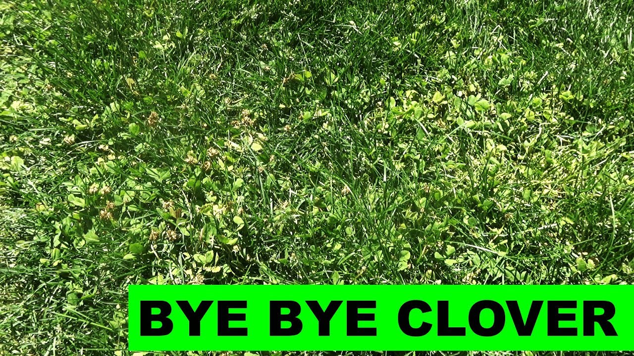 How to Kill Clover in your Lawn