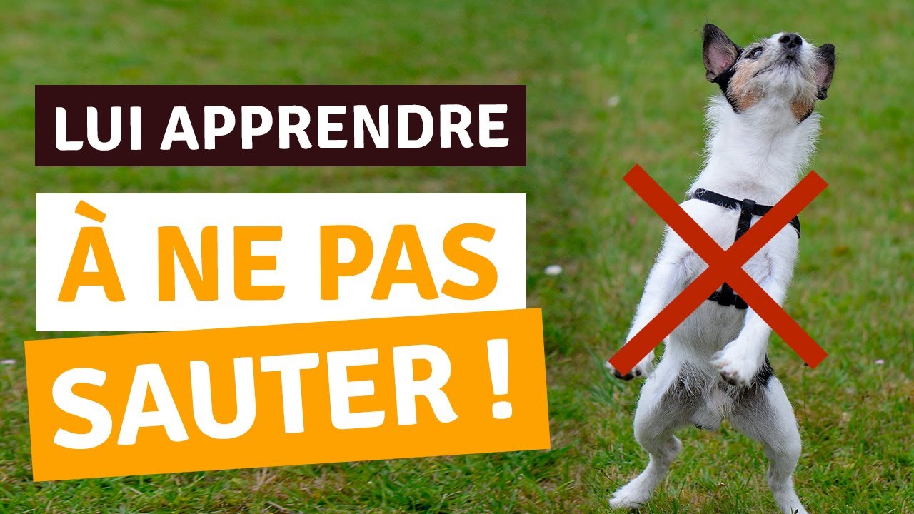 MON CHIEN SAUTE SUR LES INVIT&Eacute;S