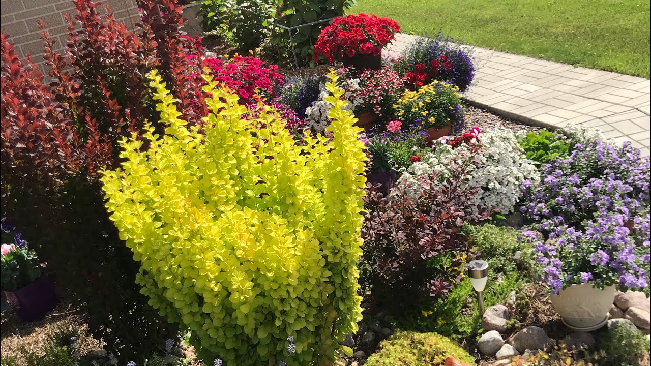 🐝😊Моя коллекция БАРБАРИСОВ😊Яркие краски в моём цветнике 😊🐝