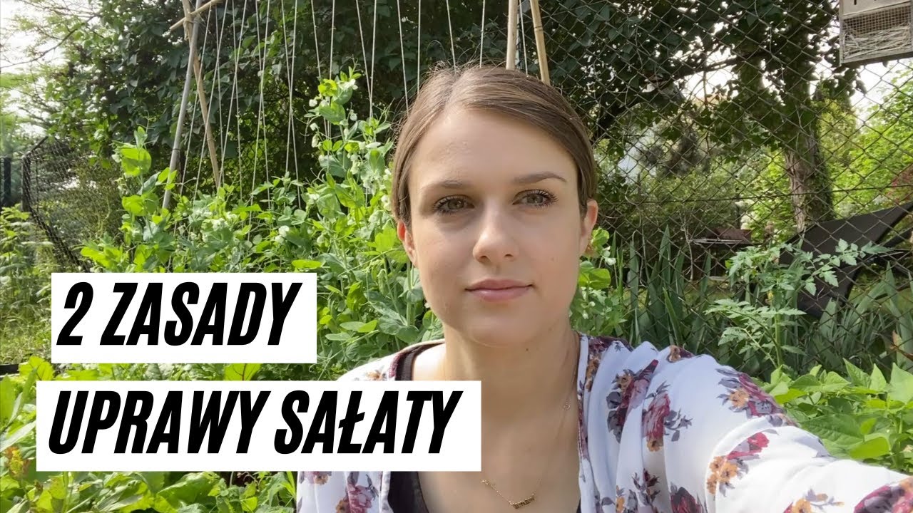 Jak Uprawiam Sałatę? Dwie Zasady Bez Kt&oacute;rych Uprawa Się Nie Uda
