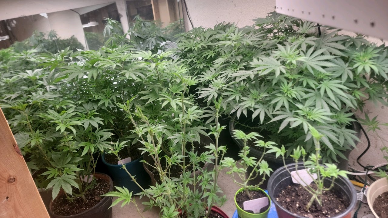 LIVING SOIL LIVE INTRO AND SETUP KANNARICH FARMS