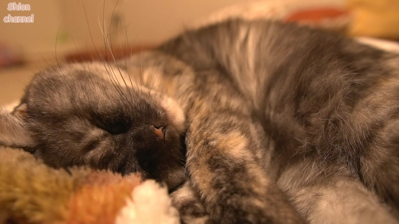 子育てに疲れて高イビキをかきながら眠る先住猫