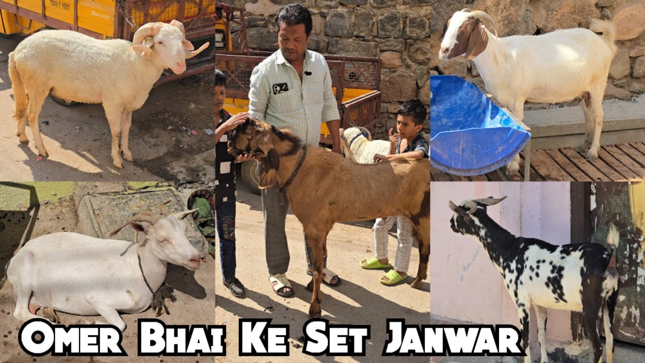 Nasheman nagar Omer bhai ke bakre aur bakriya available in Hyderabad | vilayati barbari madurai 🐑 🐏 