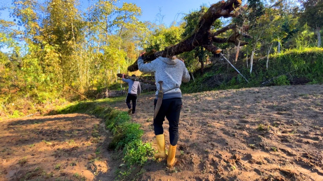 Harvesting Firewood for Cooking Purpose | Nepali Village Lifestyle | BijayaLimbu