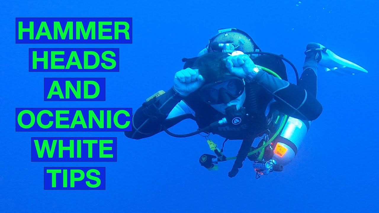 CLOSE ENCOUNTER in the Red Sea - Whitetips and Hammerhead sharks - RED SEA 2022