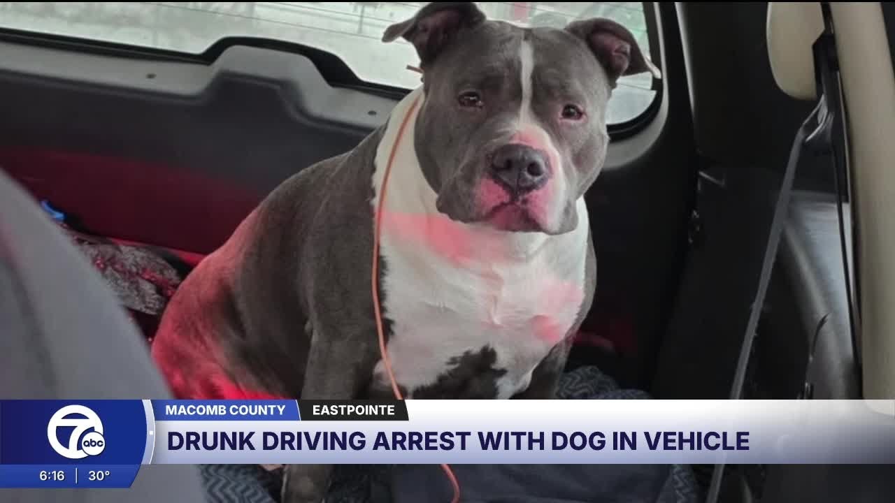 Alleged drunk driver arrested in Eastpointe with dog hiding in the backseat