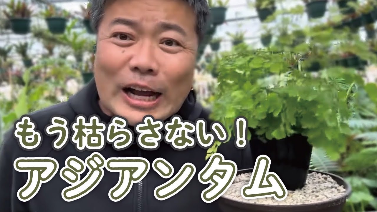 これで枯れない❗️アジアンタムの育て方を解説