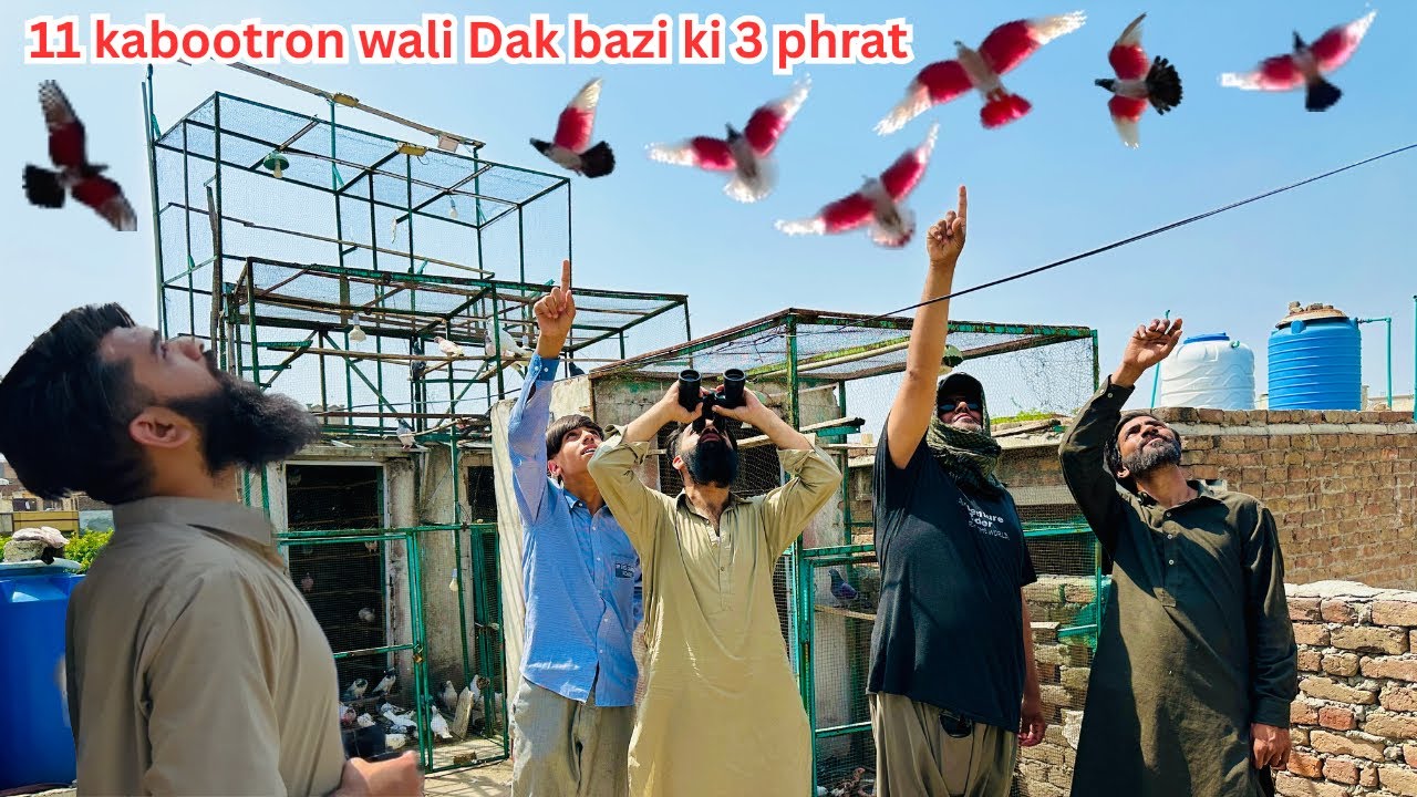11 kabootaron wali Dak bazi 3 phirat 😱 | Dar pigeons club |