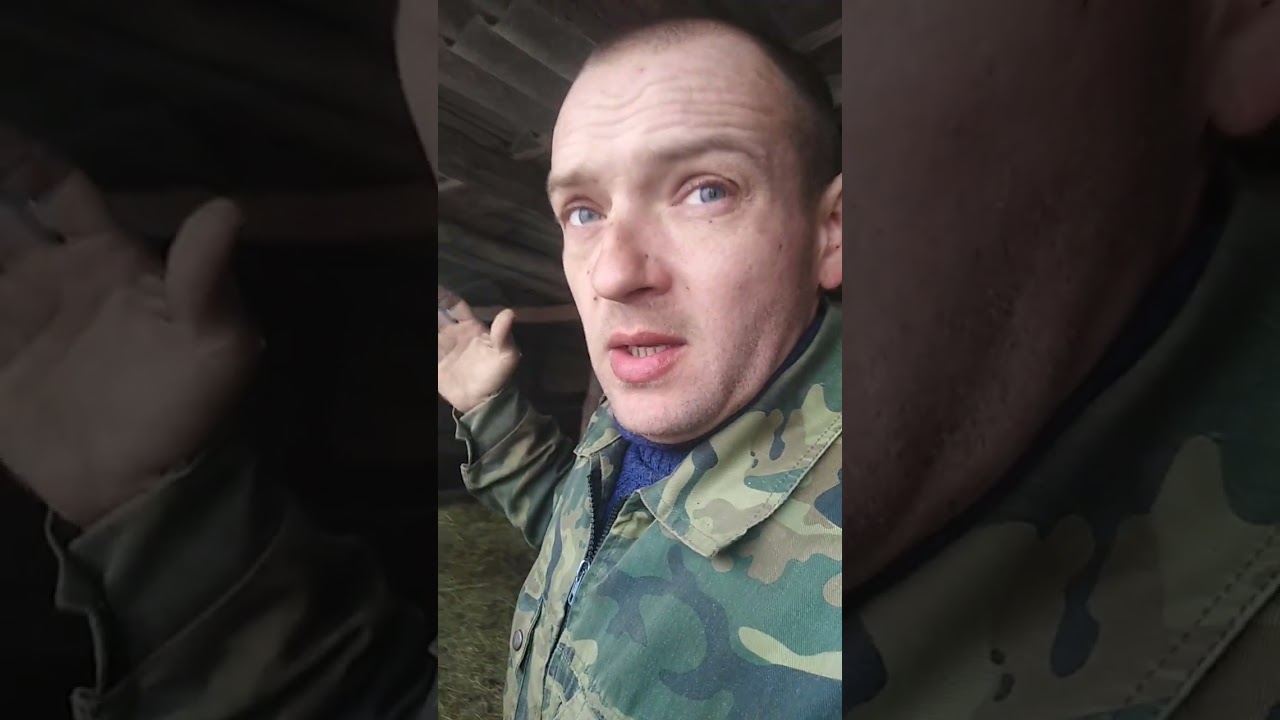 Послеродовой парез у овец.