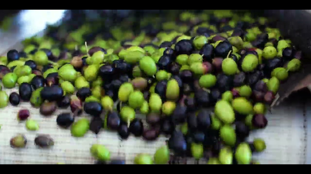 La Olearia Clemente, produzione e lo stabilimento produttivo