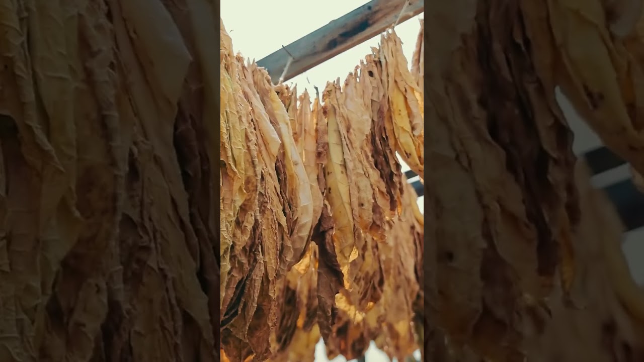 Premium Tobacco Leaf The Best Curled Tobacco in Nature  