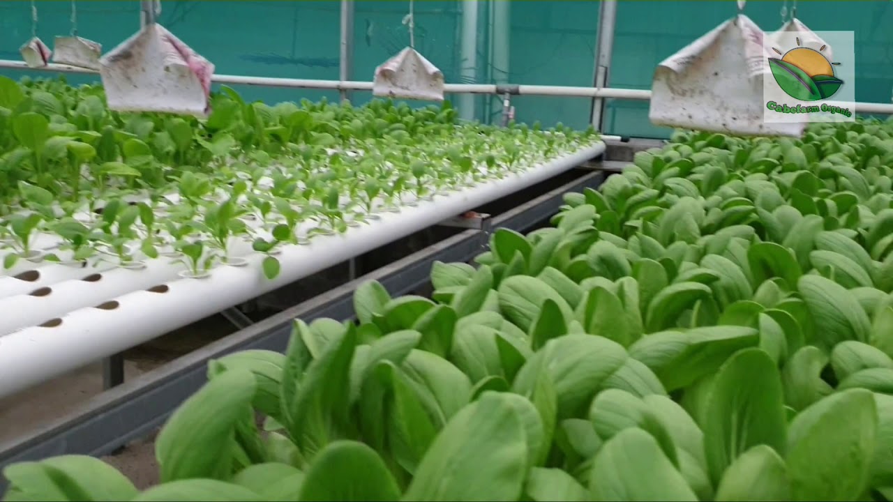 Perkebunan Hidroponik Skala Industri