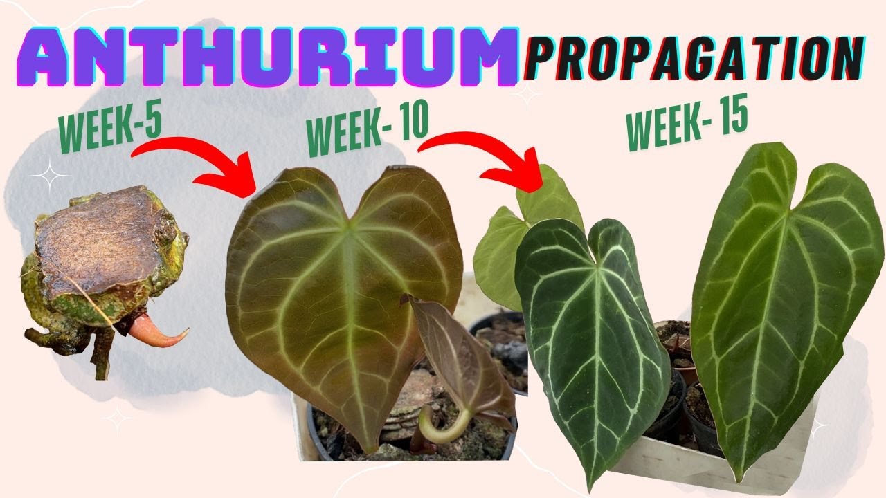 🌿 Anthurium Magnificum & Crystallinum Stem Cutting Propagation Updates | Step-by-Step Guide 🌱 #EP105