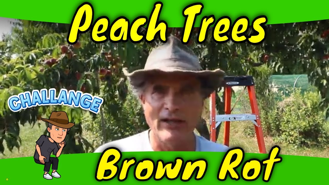 Brown Rot Peach Trees