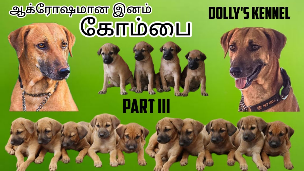 கோம்பை நாய் Kombai | Dogs for sales | Puppies for sale | Puppy pricelist | 