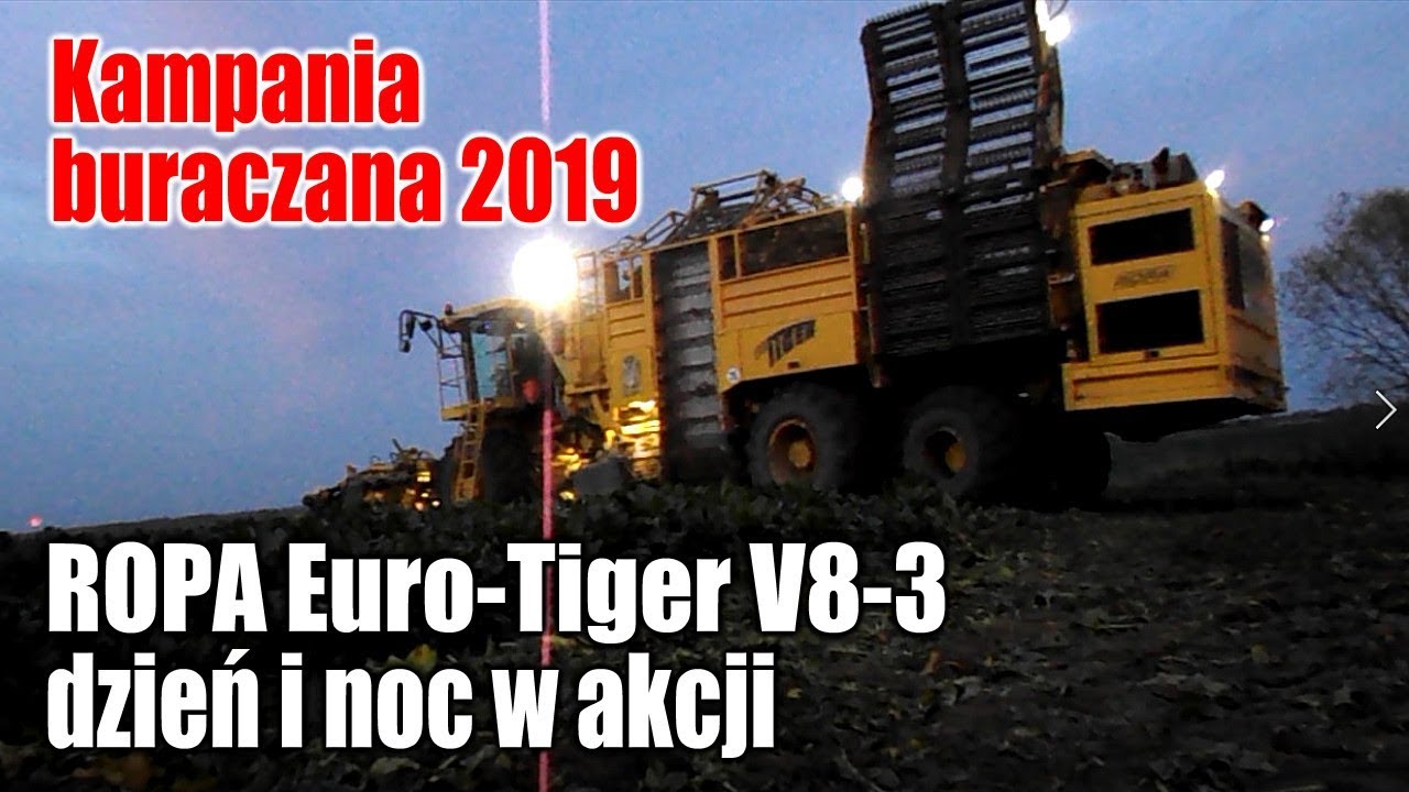 Dzień i noc w akcji ROPA Euro-Tiger V8-3, kampania buraczana 2019