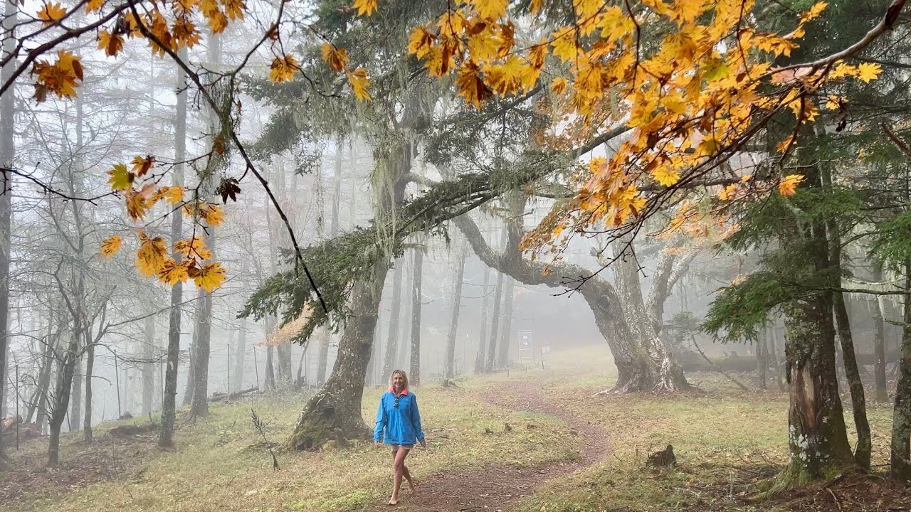 SHINRIN-YOKU, FOREST BATHING AND WELLBEING / HEALING POWER OF A WALK IN THE WOODS -Minami Alps,Japan
