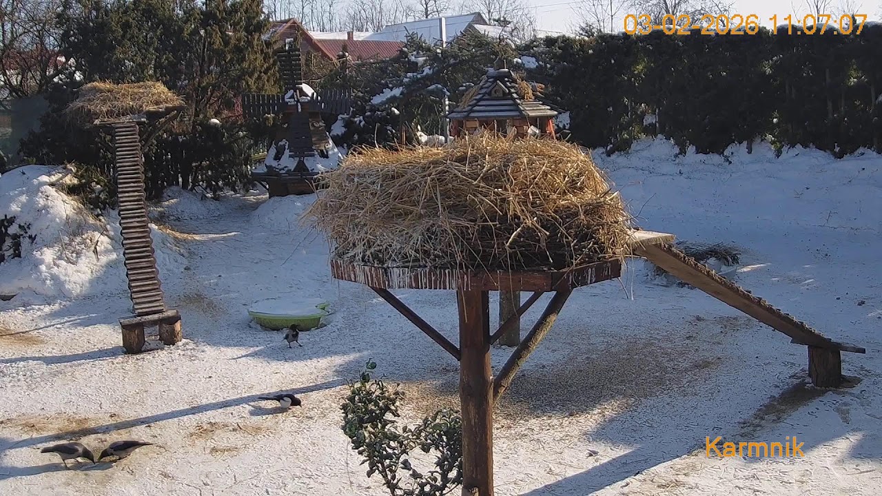 Gniazdo Bocianie pod Sokółką - na żywo.