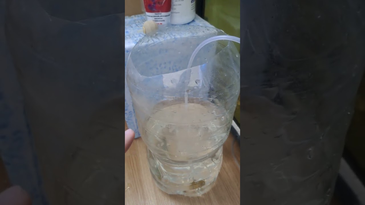 How i treat flowerhorn bulging anus #flowerhorn #kamfa
