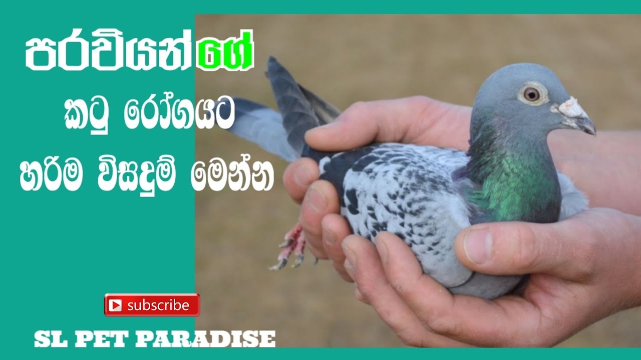 පරවියන්ව කටු ලෙඩේන් බේරගන්න මෙන්න අපෙන් විසදුම්🐥🐥🐥/SL PET PARADISE