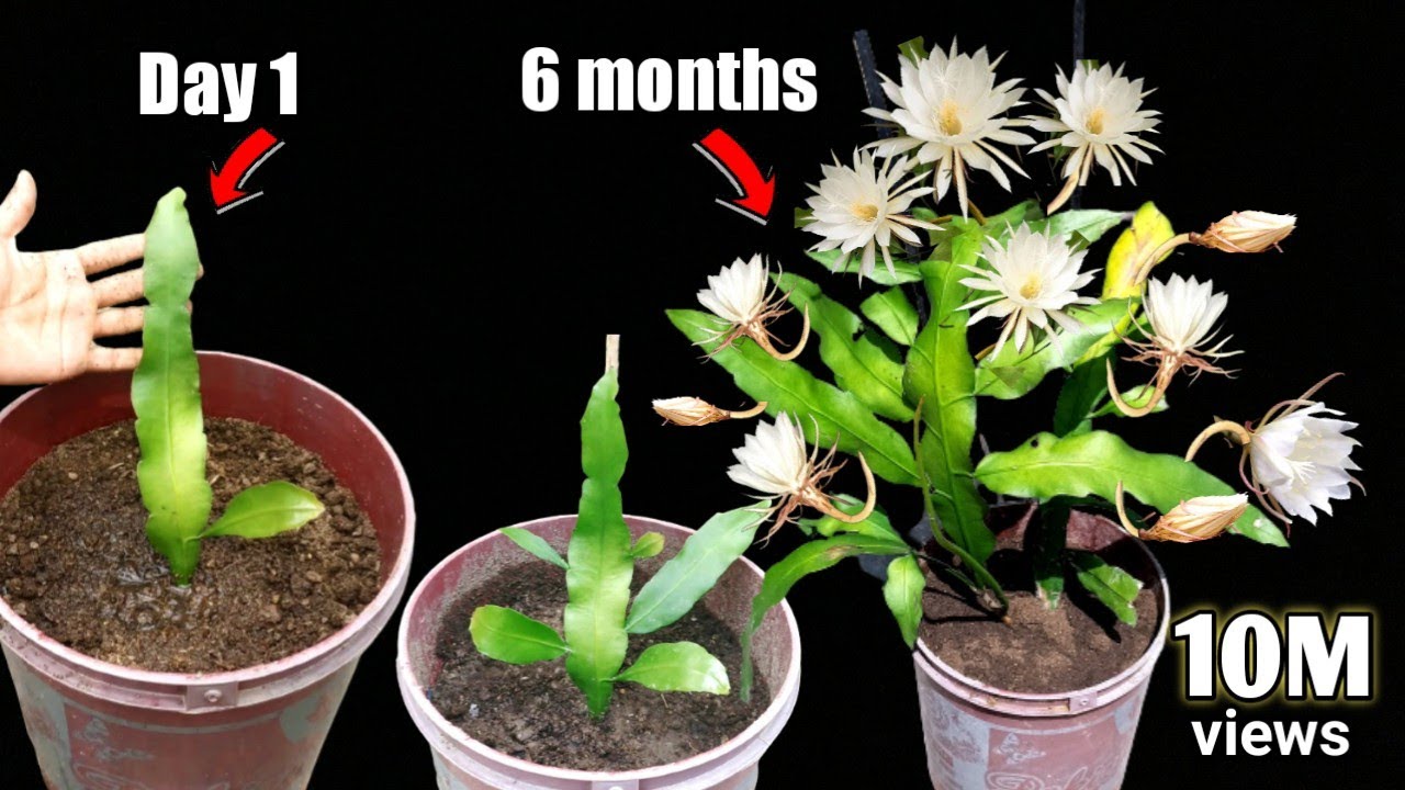 ब्रह्मा कमल घर पर कैसे उगाएं | 6 months full update | दुर्लभ फूल का पौधा | how to care. Brahma kamal