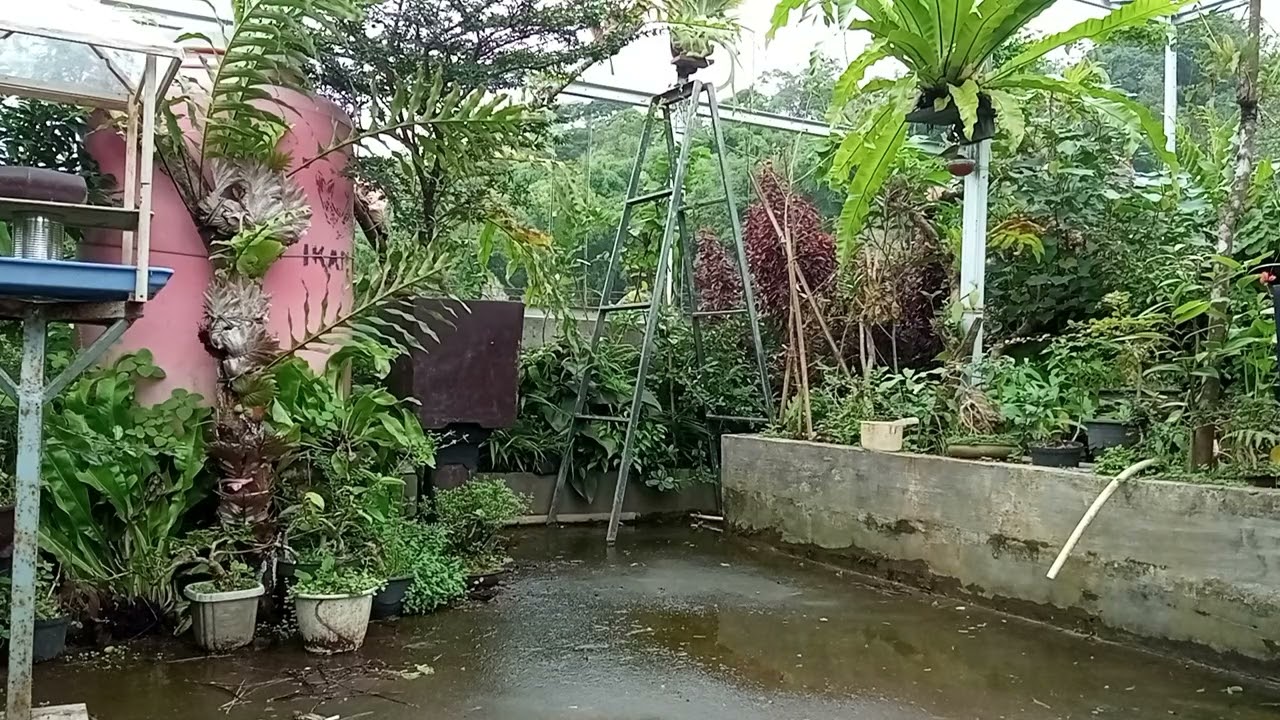 Mengamati prilaku burung di pagi hari #birds 
