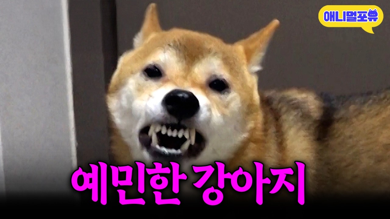 자극에 극도로 예민한 강아지 과연 그 해결 방법은?ㅣKBS 개는훌륭하다 개훌륭사관학교 260102 방송