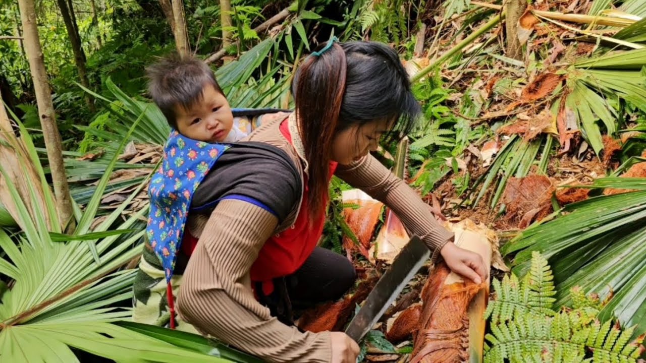 single mother goes to the forest to cut palm roots and harvest palm fruits to sell