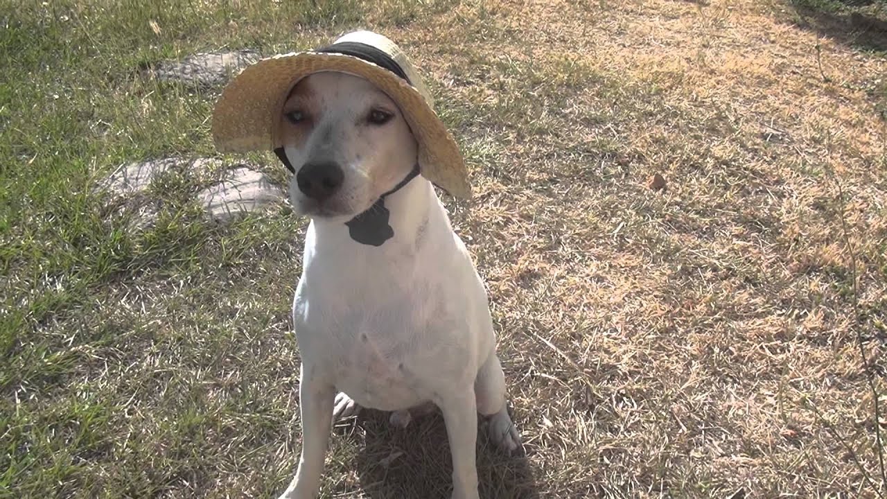 dog with hat