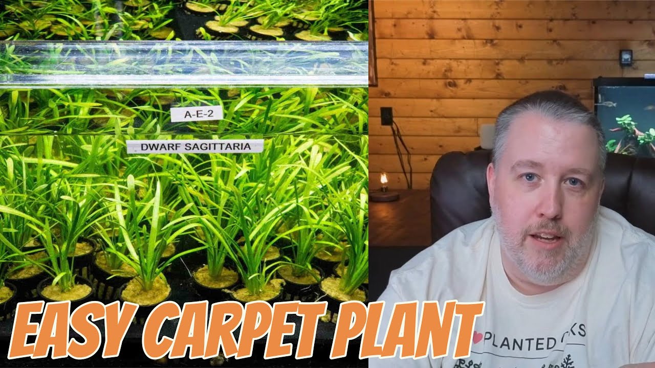 Dwarf Sagittaria Carpet Plant Care