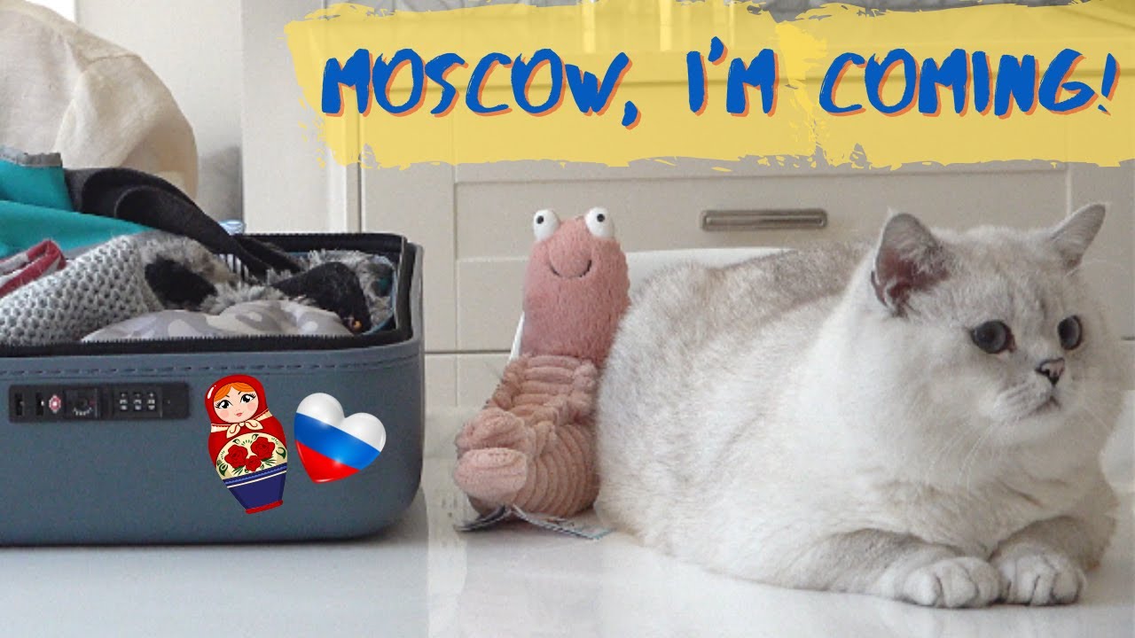 British shorthair cat Apollo is getting ready for his trip from the US to Russia