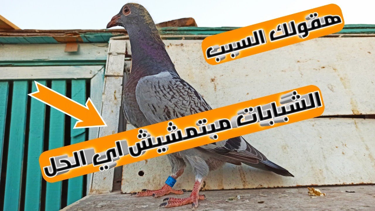 الاسباب ال مبتخليش شبابات الزاجل تمشي وتختفي عنك